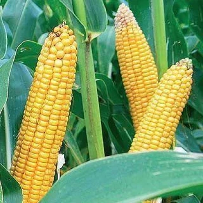 Зрелые початки кукурузы на фоне зелёных листьев - МАС 33СР