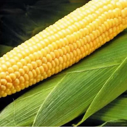 Жовта кукурудза на зеленому фоні - МАС 40 Ф