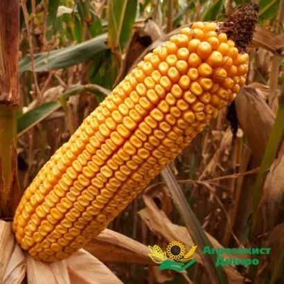 Золотой початок кукурузы на фоне стебля с логотипом производителя - МАС 48Л