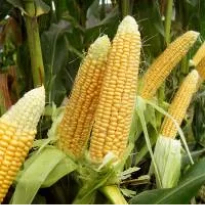 Созревшие початки кукурузы сорта МАС 53Б на фоне листьев