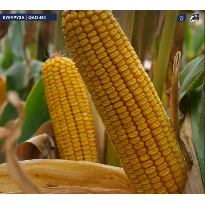 Fresh corn MAS 56A on stalk