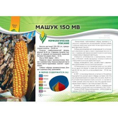 Пакет семян кукурузы МАШУК 150 МВ с изображением початка и таблицей характеристик.