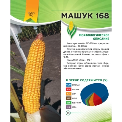 Пакет семян кукурузы МАШУК 168 с фото початка и описанием