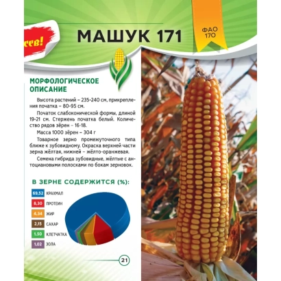 Мешок семян кукурузы МАШУК 171 с фото початка и описанием сорта