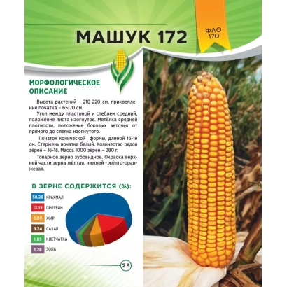 Пакет насіння кукурудзи МАШУК 172 з зображенням початка та описом сорту