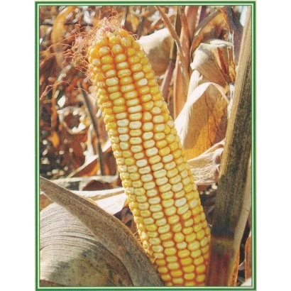 Созревшая початок кукурузы на стебле - МАШУК 175 МВ