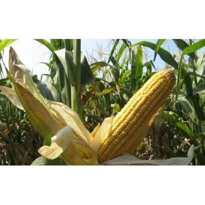 Созревшая початок кукурузы Машук 220 МВ на фоне зелёных листьев