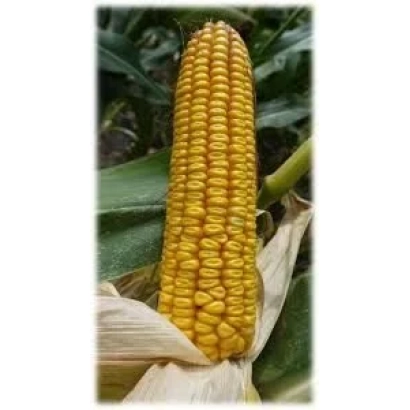 Кукуруза Машук 250 СВ на фоне листьев