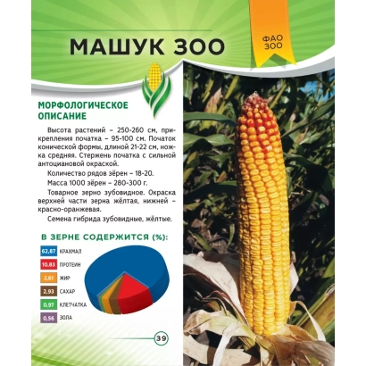 Пакет семян кукурузы МАШУК 300 с описанием сорта и фото початка