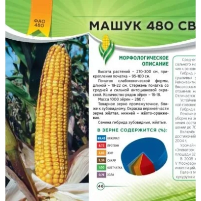 Пакет насіння кукурудзи Машук 480 СВ з зображенням початка та описом сорту