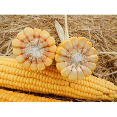 Свіжа кукурудза з двома зрізами, що показують зерна та ядро, на фоні соломи. - Максіма