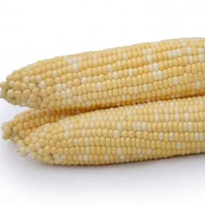 Два початки кукурудзи на білому фоні - Мажор