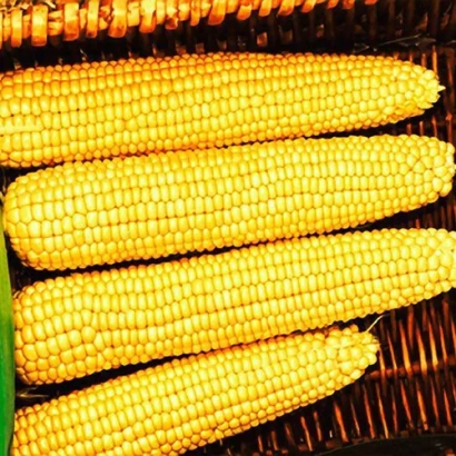 Желтые початки кукурузы Мегалито в плетеной корзине