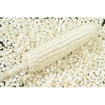 White flint corn cob on a background of grains