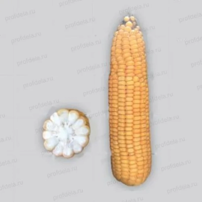 Кукуруза в разрезе и целиком - МЕТТЬЮ