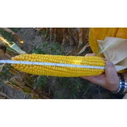 Жовта кукурудза на тлі поля - МІКСІ