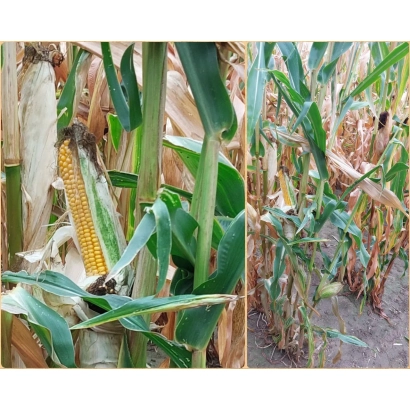 Зрілий початок кукурудзи MILANNO на тлі поля - МІЛАННО