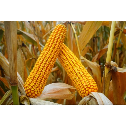 Два желтых початка кукурузы на фоне стеблей - МОГАБРИКС