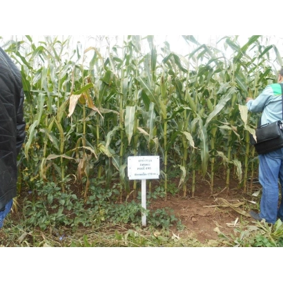 Кукуруза МОЛДАВСКИЙ 205 АЛСВ на поле с табличкой