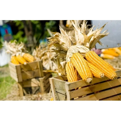 Свіжа кукурудза в дерев'яних ящиках на відкритому повітрі - МОЛДАВСЬКИЙ 238 АСВ