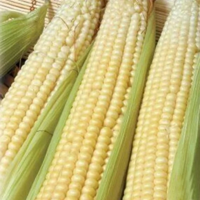 Свежая кукуруза в початках - МОС 182 СВ