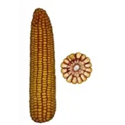 Кукуруза сорта Мотрин 178 СВ