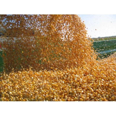 Зерно кукурузы Мованна на поле