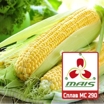 Колос кукурузы с логотипом MAIS и надписью МС 290 - МС 300 МВ