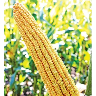 Кукурузный початок на фоне поля - МТ Матадо