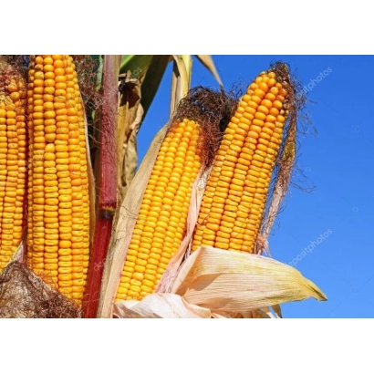 Свежие початки кукурузы МТ Молос на фоне голубого неба
