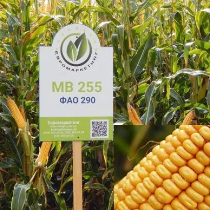 Знак с надписью МВ 255 на фоне кукурузного поля