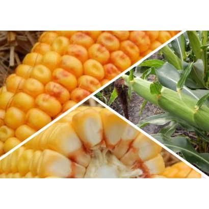 Колос кукурузы МВ 355 на фоне листьев