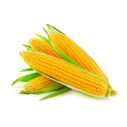 Свежая кукуруза на белом фоне - МВ МТЦ 448
