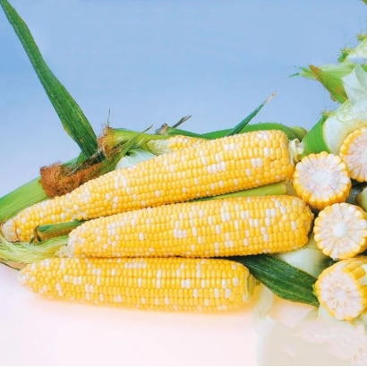 Свежая кукуруза в шелухе и нарезанная кукуруза - НА 27 С