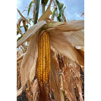 Созревшая початок кукурузы НА 32 ЗМ на фоне листьев