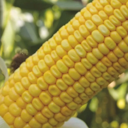 Желтая кукуруза на фоне зелени - Наоми Кс