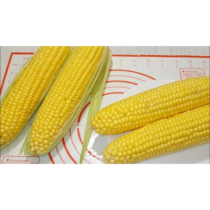 Три початка желтой кукурузы на белой поверхности с красными круговыми линиями. - НАТАЛЬЯ М