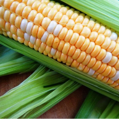 Кочан кукурузы сорта Нептун СВ