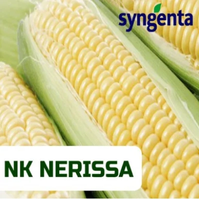 Кукуруза NK NERISSA от Syngenta - Нериса