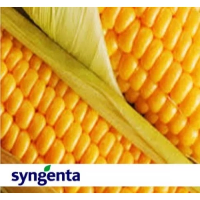 Желтая кукуруза Syngenta - НК Каламбия