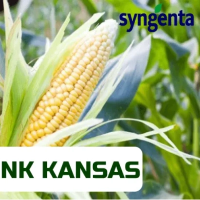 Кукуруза НК Канзас на фоне поля