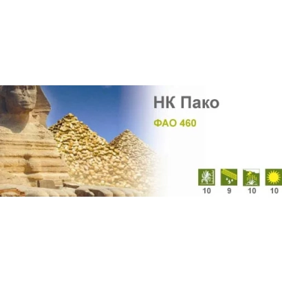 Герой-изображение для кукурузы НК Пако с пирамидами на фоне