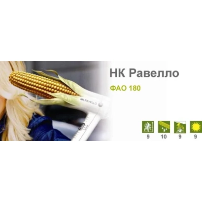 Золотистые зерна кукурузы НК Равелло на фоне поля