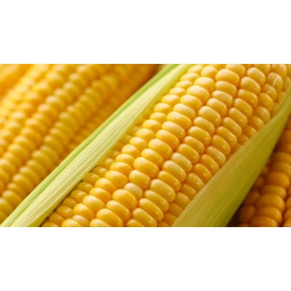 Yellow corn cobs - New