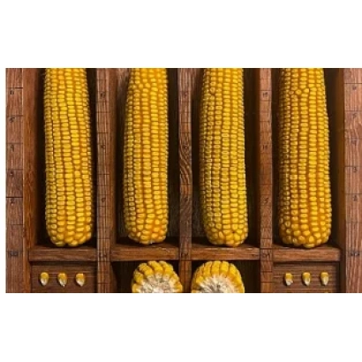 Чотири початки кукурудзи в дерев'яних відсіках - Новизна