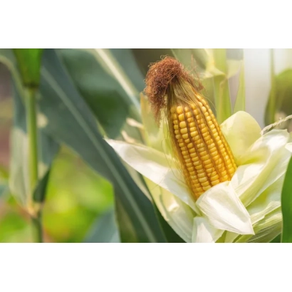 Золотистий початок кукурудзи на фоні зелених листків - НП 1861
