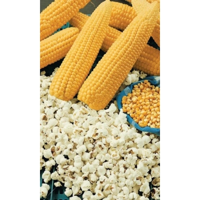 Жовті початки кукурудзи та попкорн на фоні - НП 1905