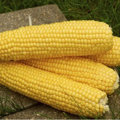 Три жовті початки кукурудзи на камені - НП 1932