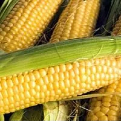 Свіжа кукурудза в лусці - НП 2424