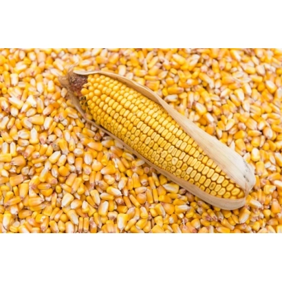 Сік кукурудзи на фоні зерен кукурудзи - НП 2656